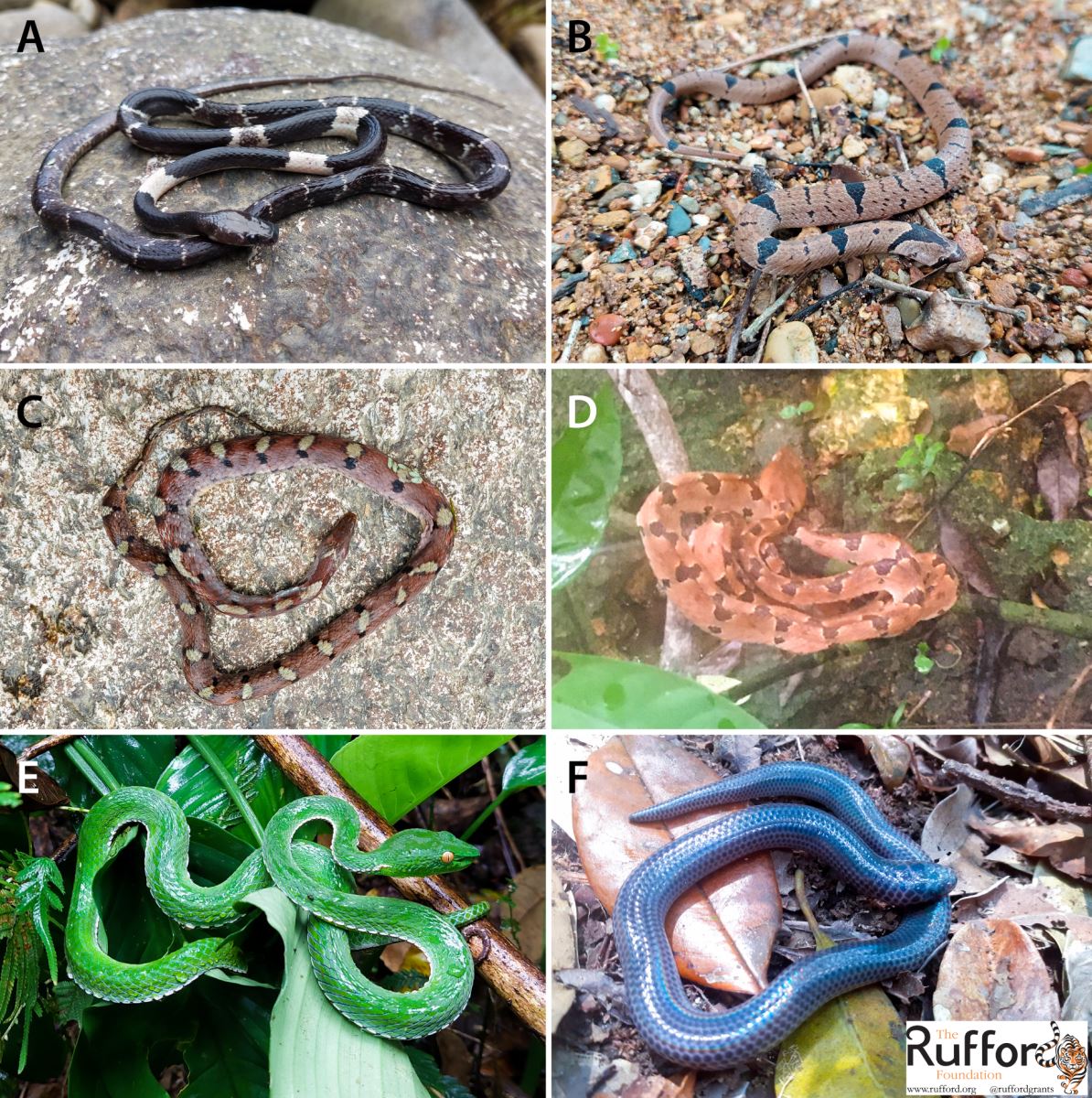 Jinsiy olatni vazelin bilan AOK qilinadi